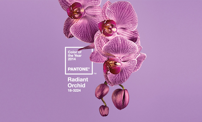 radiant-orchid