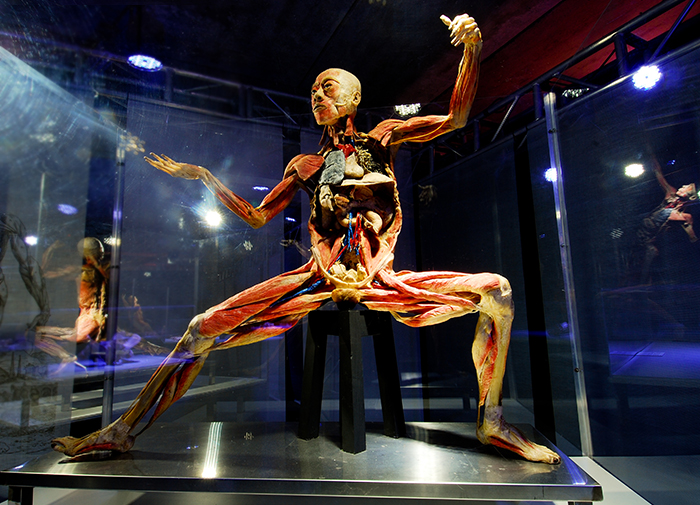 exposicao-human-bodies