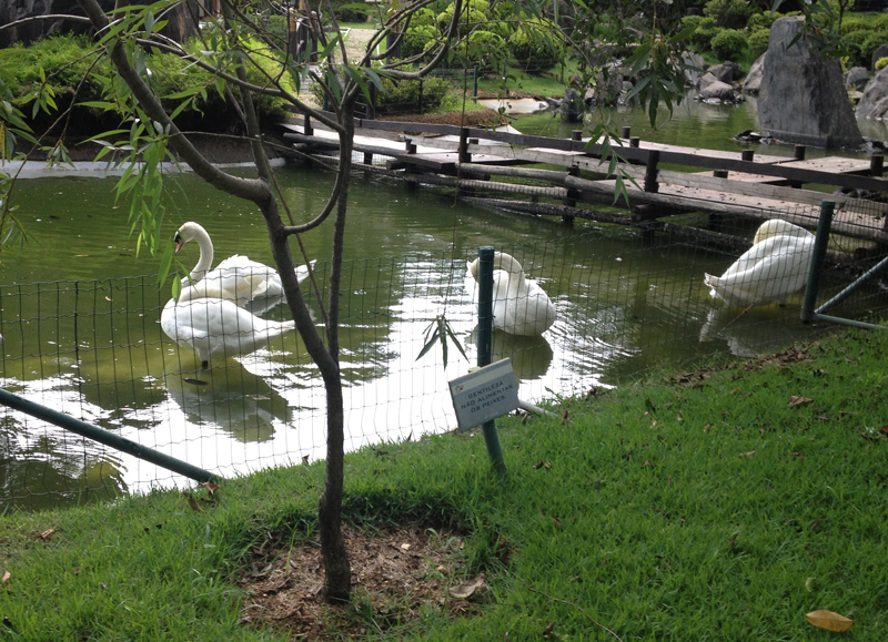 cisnes-zoo-de-bh