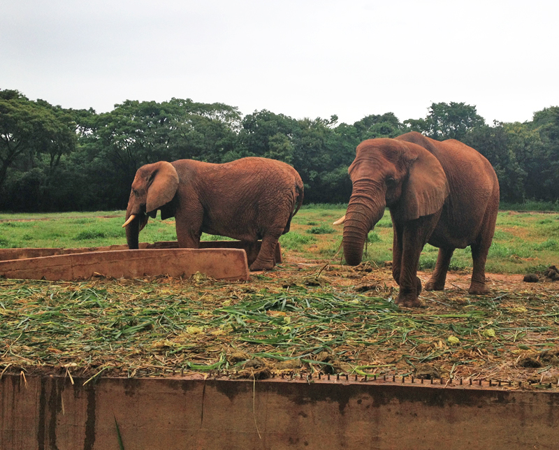 elefantes-zoo-de-bh